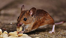 24 Hour & Emergency Exterminators in Grand Crossing, IL